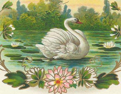 Красивый белый лебедь) - животные, лебедь - оригинал
