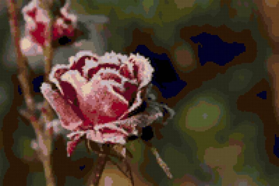 роза в инии - розы - предпросмотр