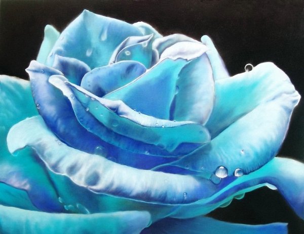 Синяя роза - цветы, розы - оригинал