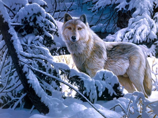 Белый волк - зима, волки, животные, пейзаж - оригинал