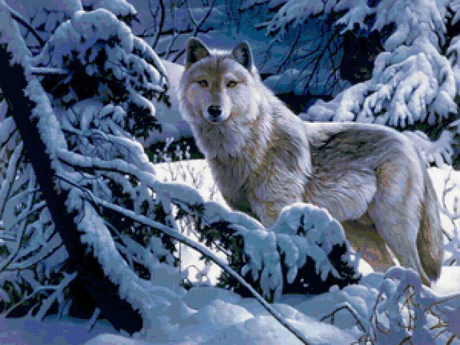 Белый волк - волки, пейзаж, животные, зима - предпросмотр