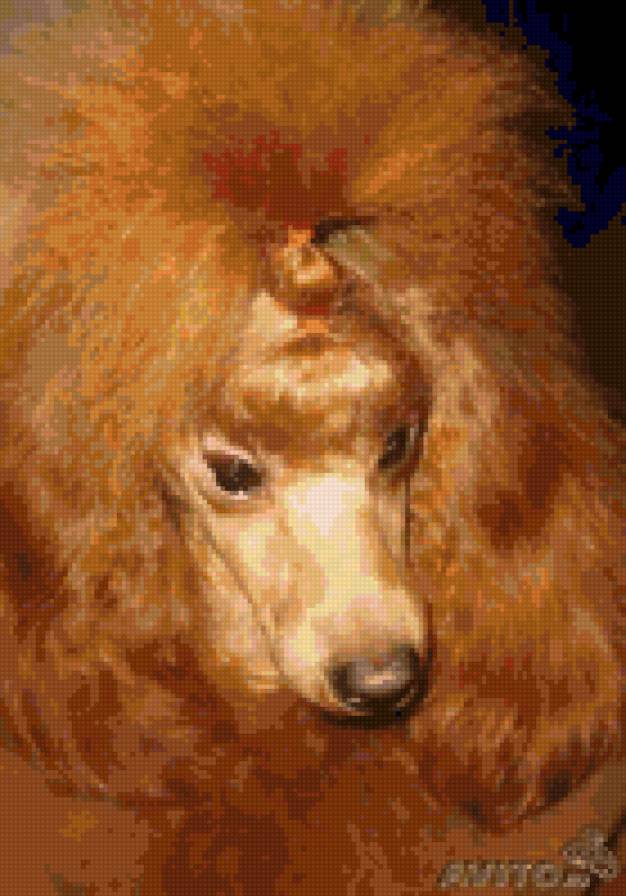 Портрет пуделя - собака, пудель - предпросмотр