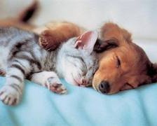 Схема вышивки «Победила дружба»