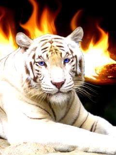 белый  тигр - , животные, природа - оригинал
