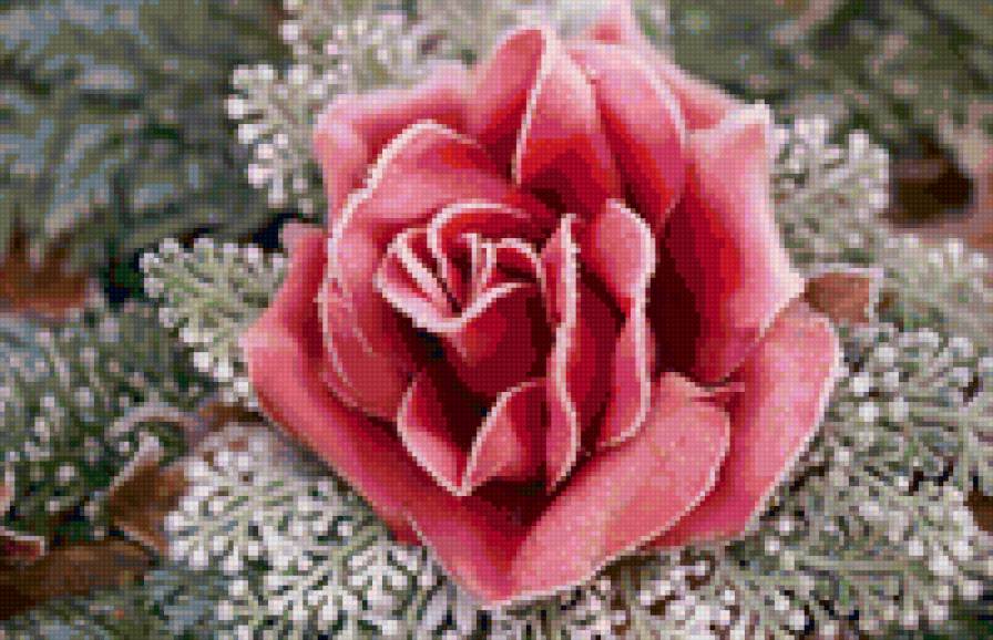 роза2 - роза, цветы - предпросмотр