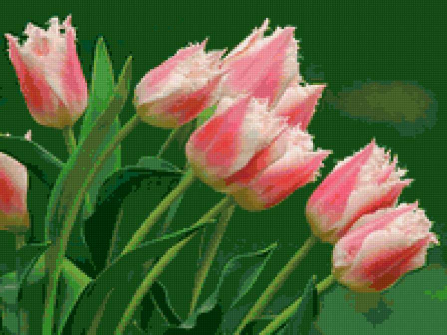 тюльпаны - цветы, тюльпаны - предпросмотр