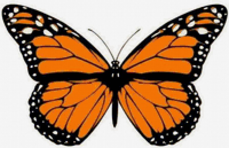 бабочка - бабочка - предпросмотр