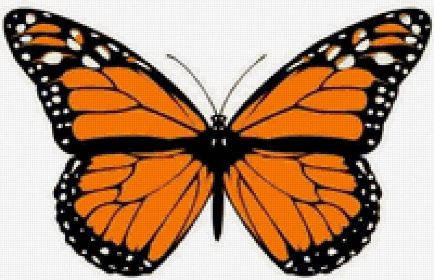 бабочка - бабочка - предпросмотр