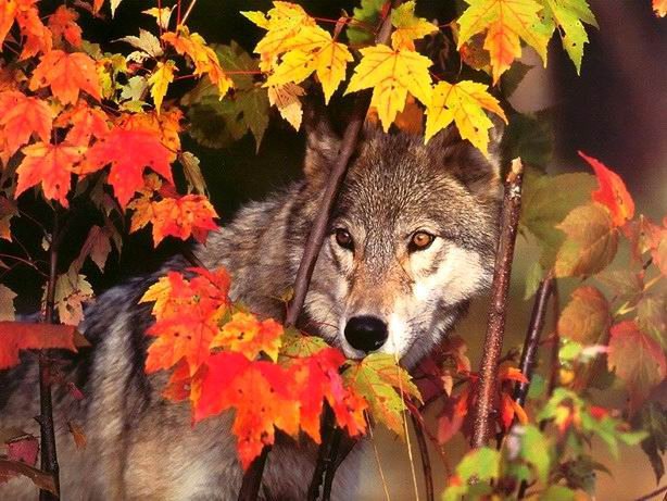 волк в осеннем лесу - животные, волк - оригинал