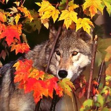 волк в осеннем лесу