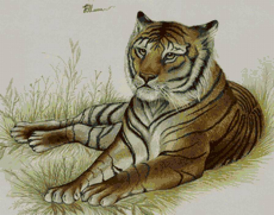 тигр - животные, тигр - предпросмотр