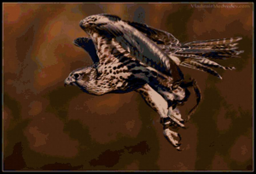 сокол на охоте - птицы, сокол - предпросмотр