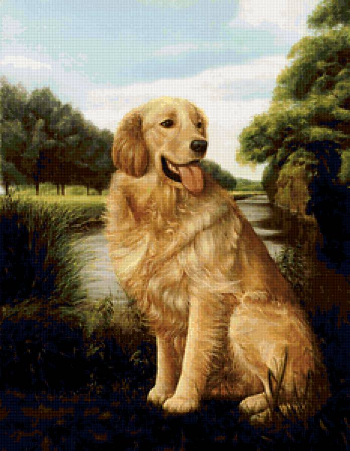 Очень красивый портрет собачки) - животные, домашние животные, портрет, собачка - предпросмотр