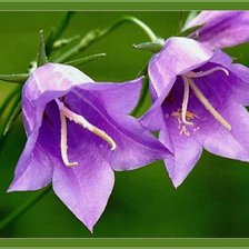 Схема вышивки «№10429»