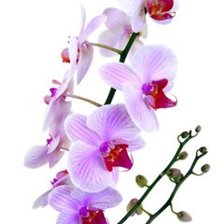 Оригинал схемы вышивки «орхидея» (№11009)