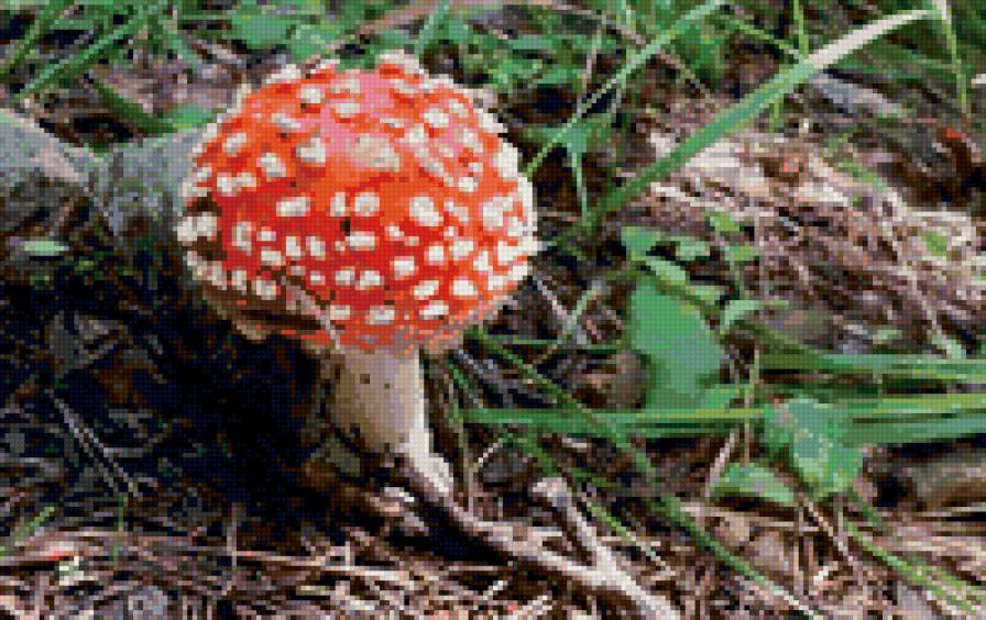 мухоморчик 2 - предпросмотр