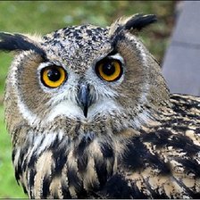 Схема вышивки «сова»