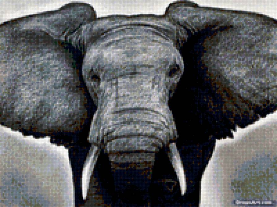 Слон - животные - предпросмотр