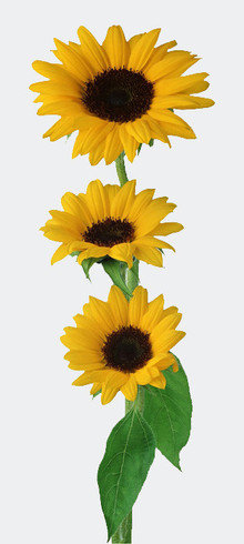 подсолнухи - оригинал