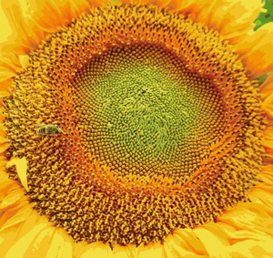 подсолнух - подсолнух, макро, подушка - предпросмотр