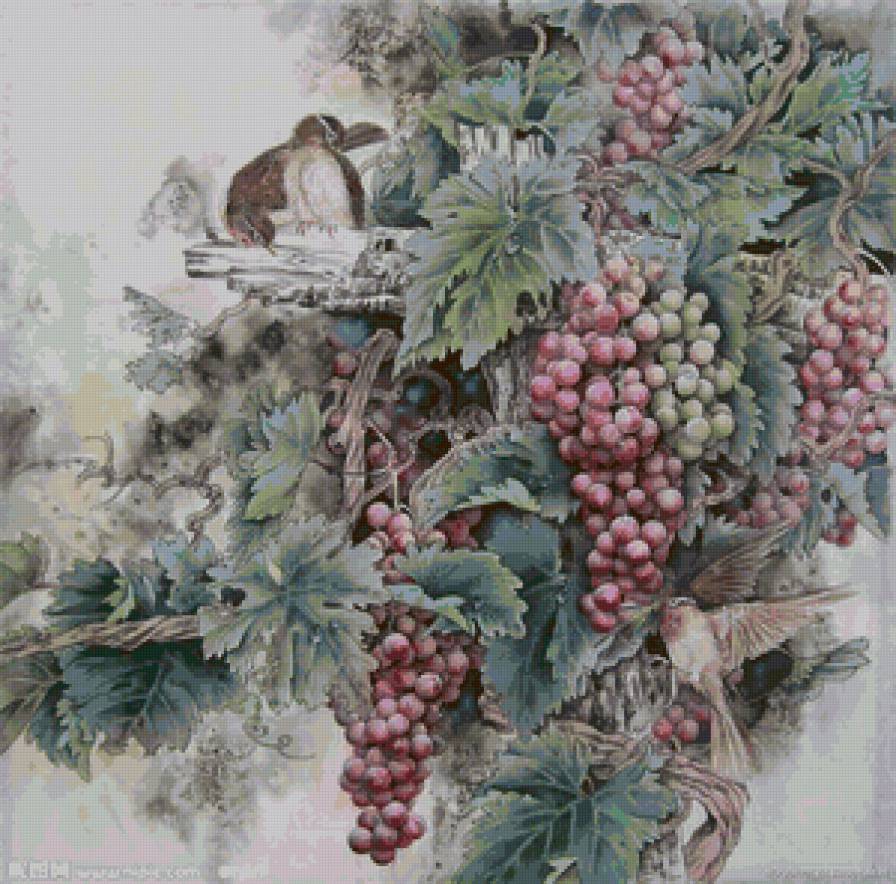 виноград и птицы - листья, грозди, птицы, виноград - предпросмотр