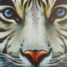Оригинал схемы вышивки «белый  тигр» (№12140)