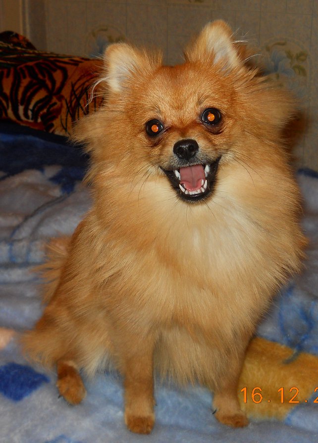 Ева - оригинал