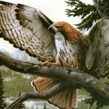 Схема вышивки «птица»