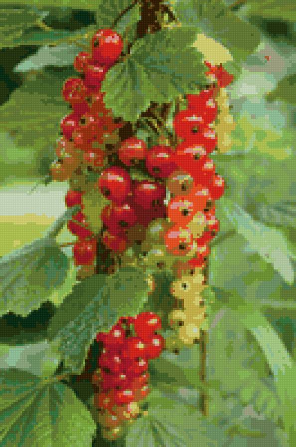 смородина - предпросмотр