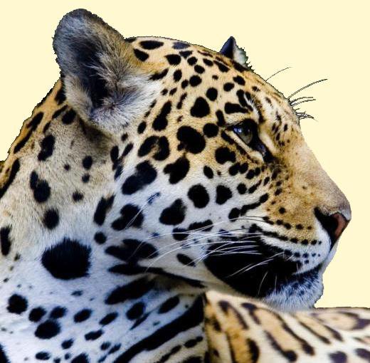Серия "Большие кошки" - животные, леопарды, кошки - оригинал