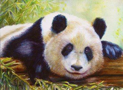 Панда - медведи, панды, животные - оригинал