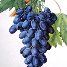 Схема вышивки «Гроздь винограда»