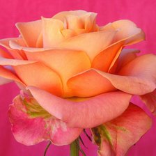 Схема вышивки «Роза»