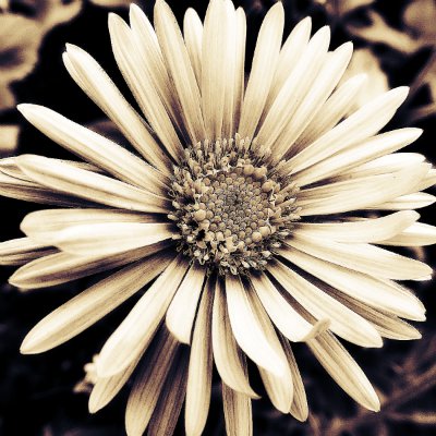 Подушка"Цветы" - цветы, живопись, монохром, подушка - оригинал