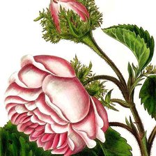 Оригинал схемы вышивки «Роза» (№13904)