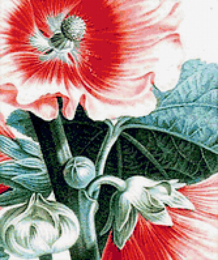 мальва - природа, мальвы, мальва, растения, флора, цветы - предпросмотр