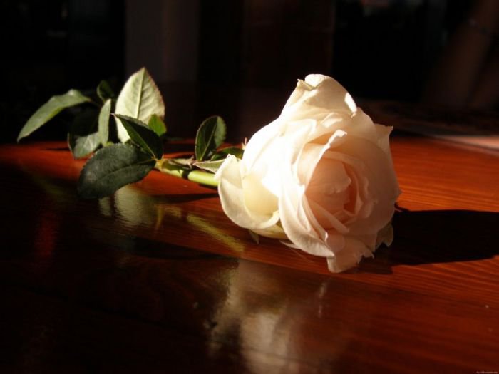 роза - оригинал