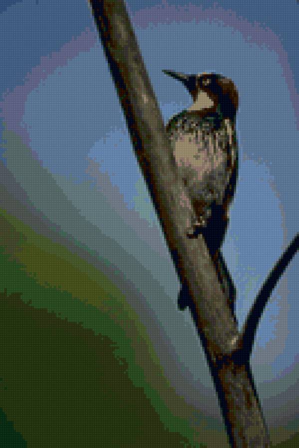 123 - птицы - предпросмотр