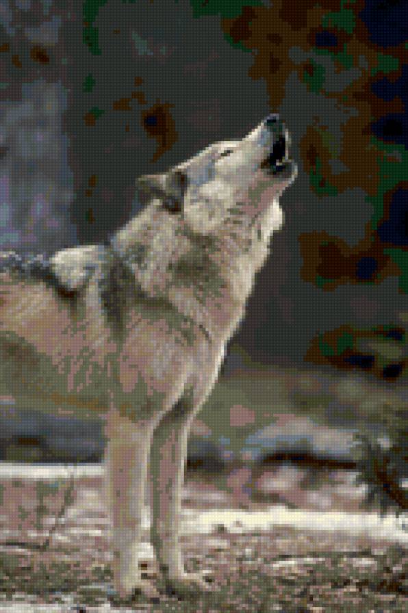 Волк - животные - предпросмотр