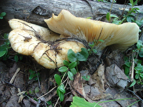 грибочки - оригинал