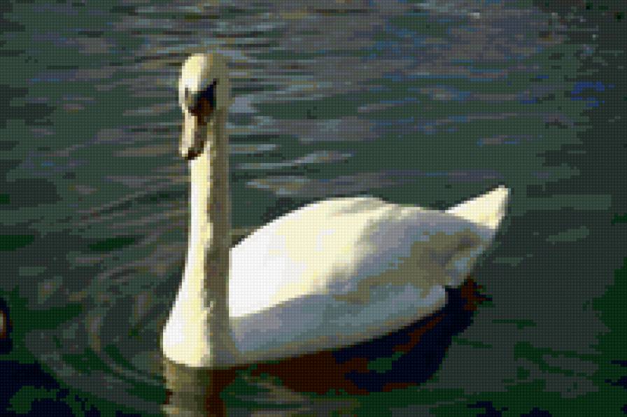 Лебедь - птицы - предпросмотр