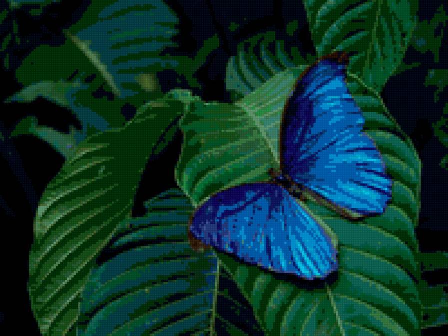 Синяя бабочка - природа, бабочки - предпросмотр