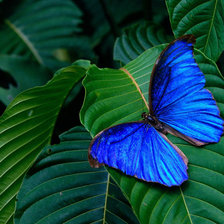 Оригинал схемы вышивки «Синяя бабочка» (№14736)
