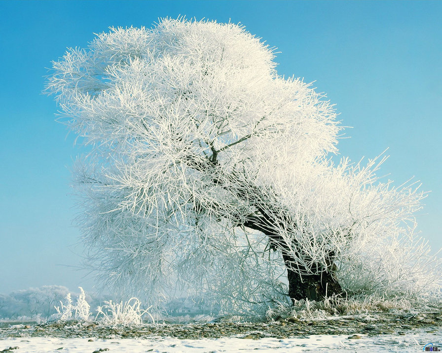 Дерево в снегу - дерево, зима, снег - оригинал