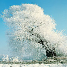 Оригинал схемы вышивки «Дерево в снегу» (№14776)