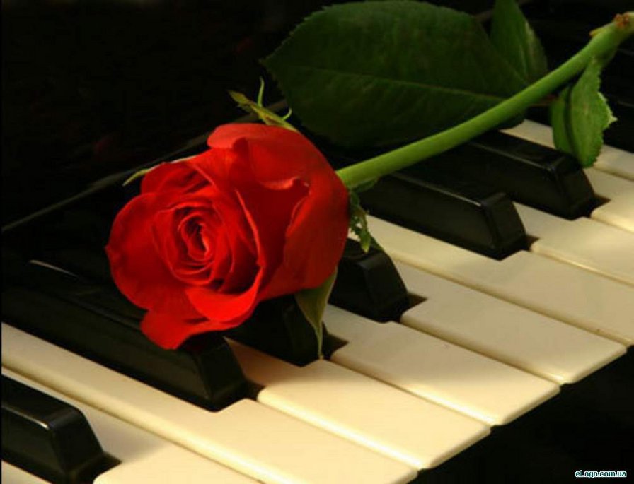 роза и фортепьяно - оригинал