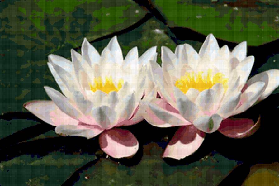 нимфея - лилия, нимфея, цветы, листья - предпросмотр