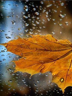 листок - природа, дождь, листок, осень - оригинал