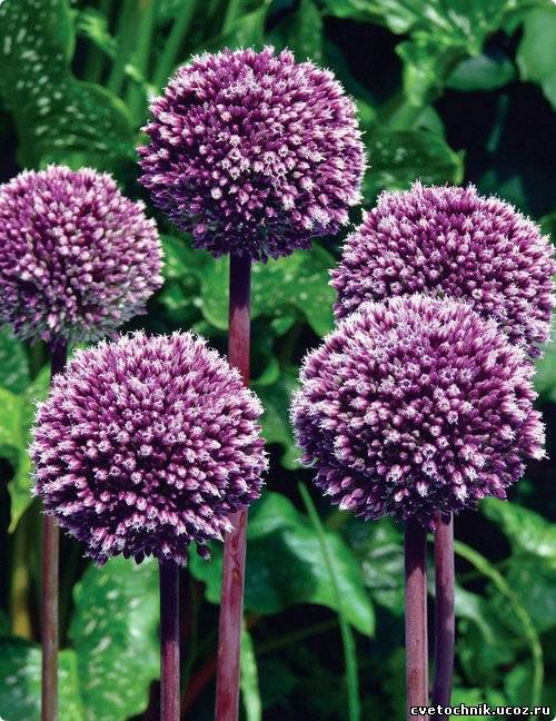 аллиум - оригинал