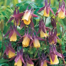 Схема вышивки «водосбор»